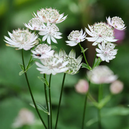 Pink Astrantia Masterwort Flower Close-up