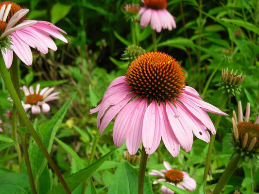 Pink Baby Coneflower Echinacea Pallida Flower Seeds heirloom non-gmo organic garden seeds