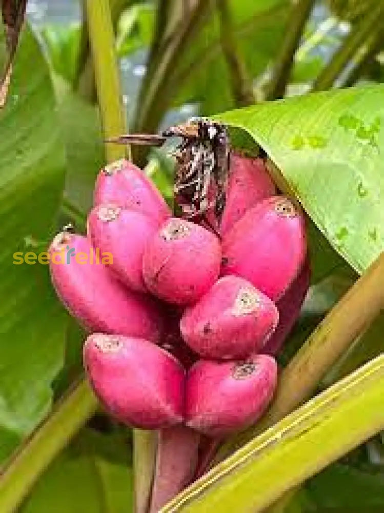 Pink Banana Planting Seeds - Tropical Garden Essential