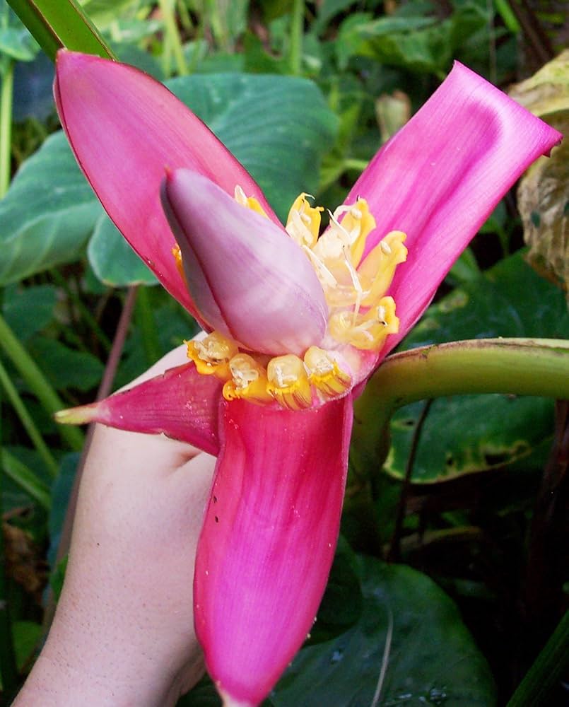 Musa Velutina Pink Banana Tree Seeds