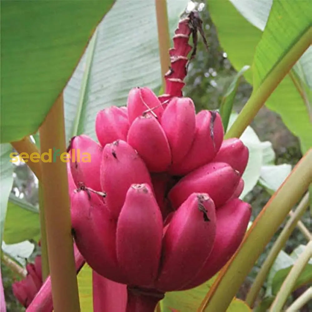 Pink Banana Fruit Seeds For Easy Planting heirloom non-gmo organic garden seeds