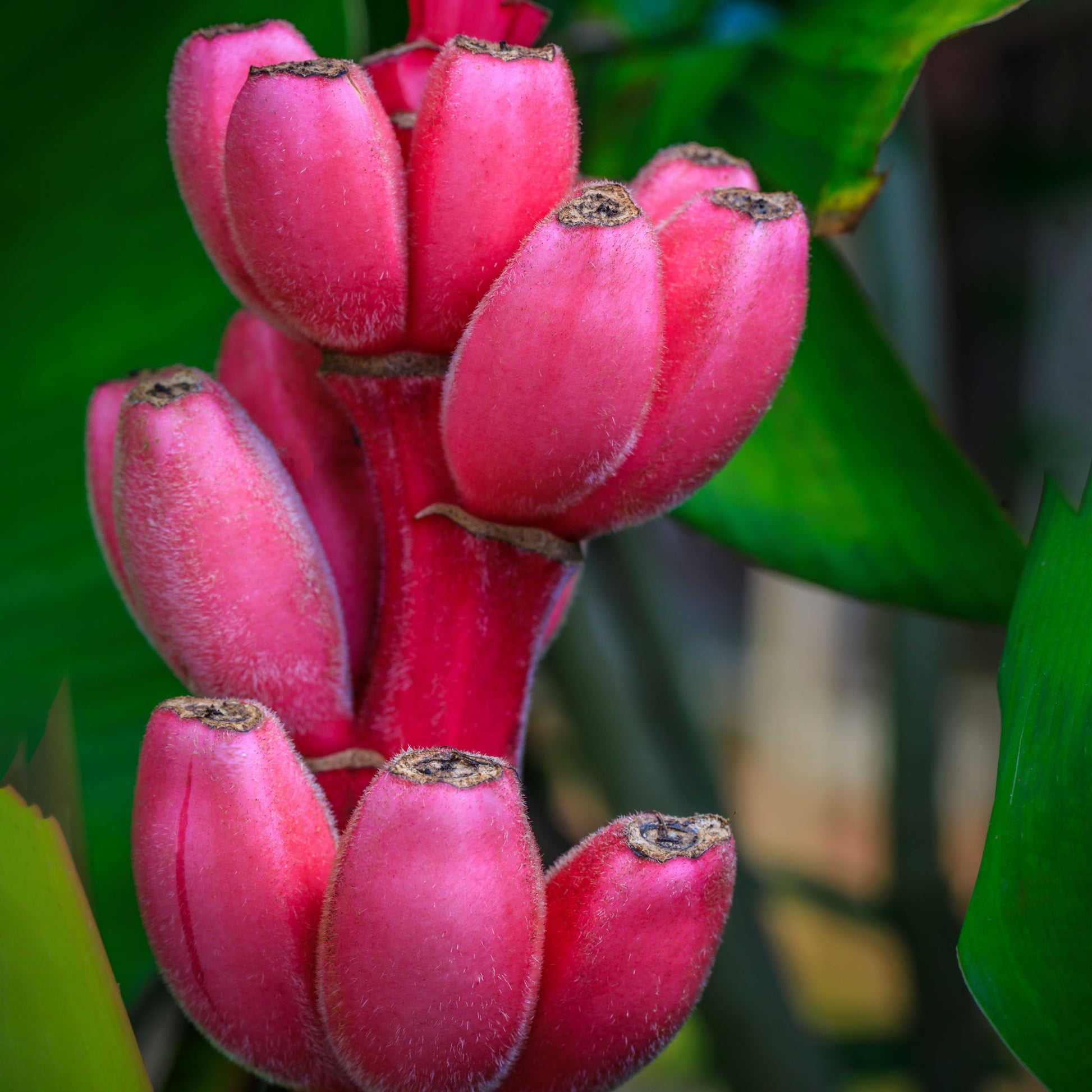 Plant Pink Banana Seeds Grow Distinctive Pink Bananas In Your Garden heirloom non-gmo organic garden seeds
