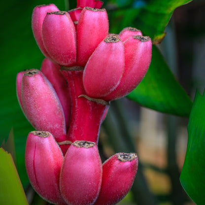 Plant Pink Banana Seeds Grow Distinctive Pink Bananas In Your Garden heirloom non-gmo organic garden seeds
