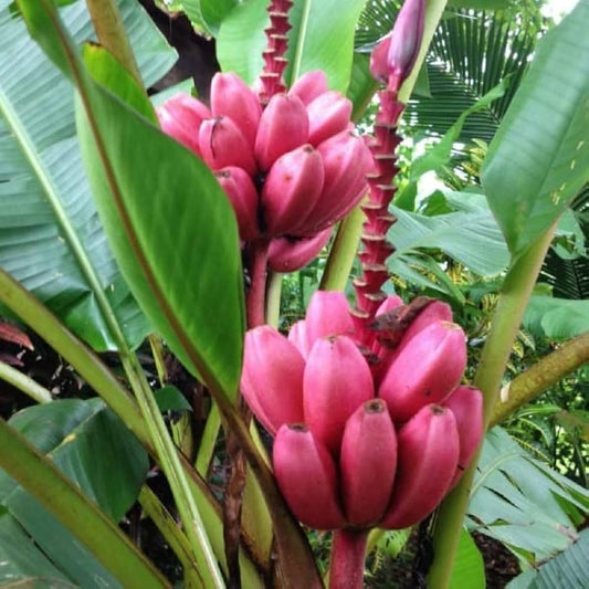 Musa Velutina Pink Banana Tree Seeds heirloom non-gmo organic garden seeds