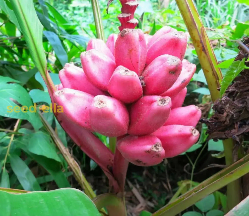 Pink Banana Planting Seeds Tropical Garden Essential heirloom non-gmo organic garden seeds