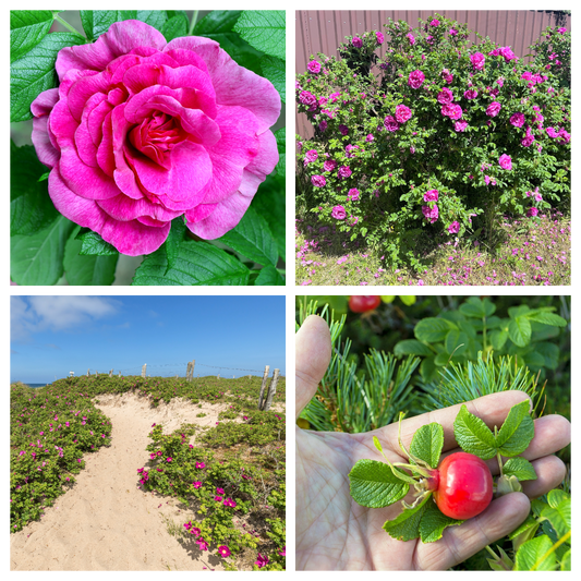 Pink Beach Rose Rosa Rugosa Seaside Or Sand Rose, Huge Red Hips Flower Seeds heirloom non-gmo organic garden seeds