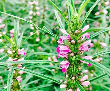 ピンクのレディースマントル（レオノルス・ジャポニクス）シベリアの蜂蜜草の花の種