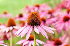 Pink Baby Coneflower (Echinacea pallida) Flower Seeds