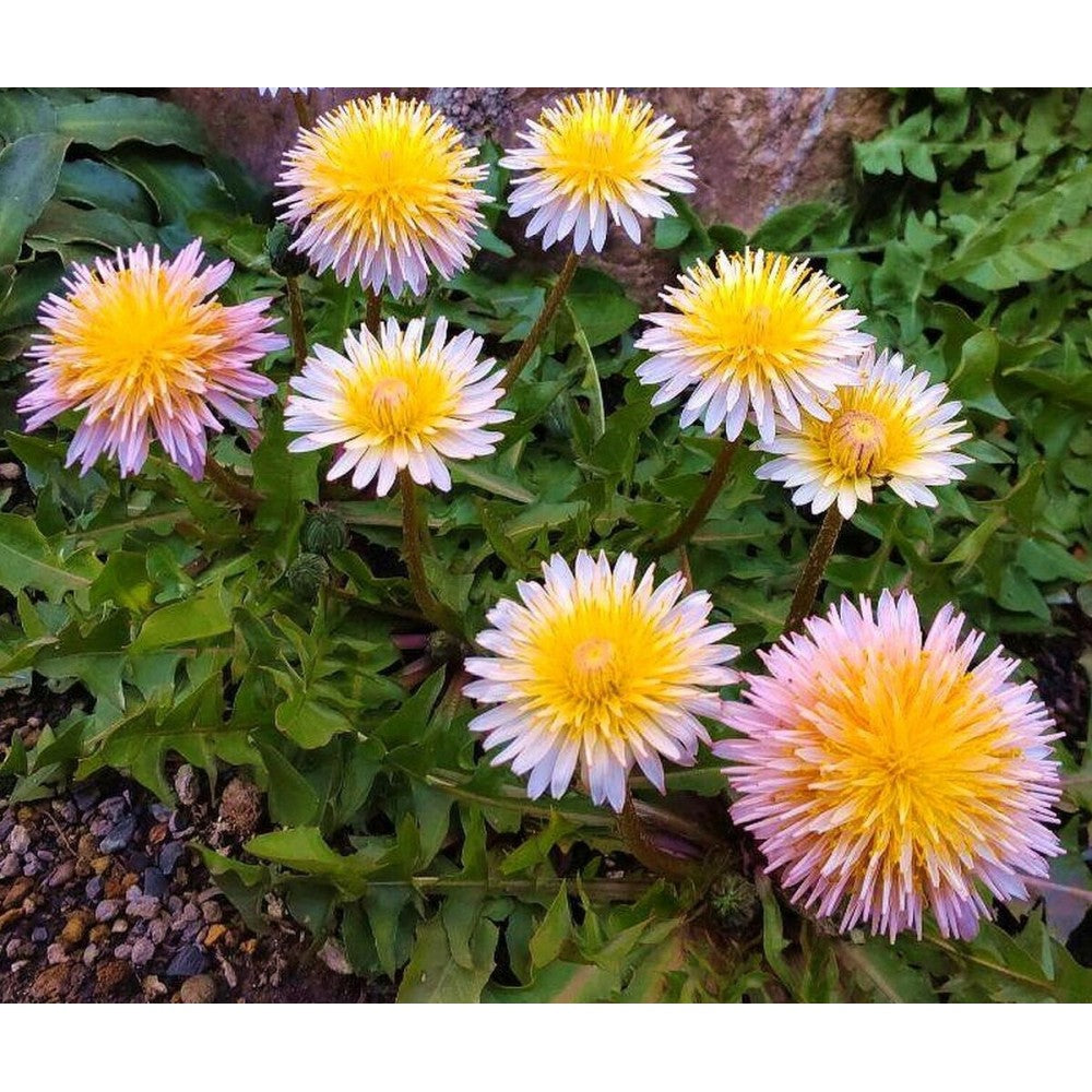Pink Dandelion (Taraxacum pseudoroseum) Herb Flower Seeds