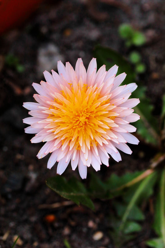 Pink Dandelion Taraxacum Pseudoroseum Herb Flower Seeds heirloom non-gmo organic garden seeds