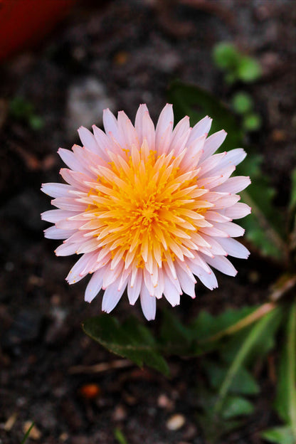 Pink Dandelion Taraxacum Pseudoroseum Herb Flower Seeds heirloom non-gmo organic garden seeds