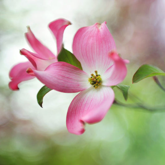 Pink Dogwood Flower Seeds
