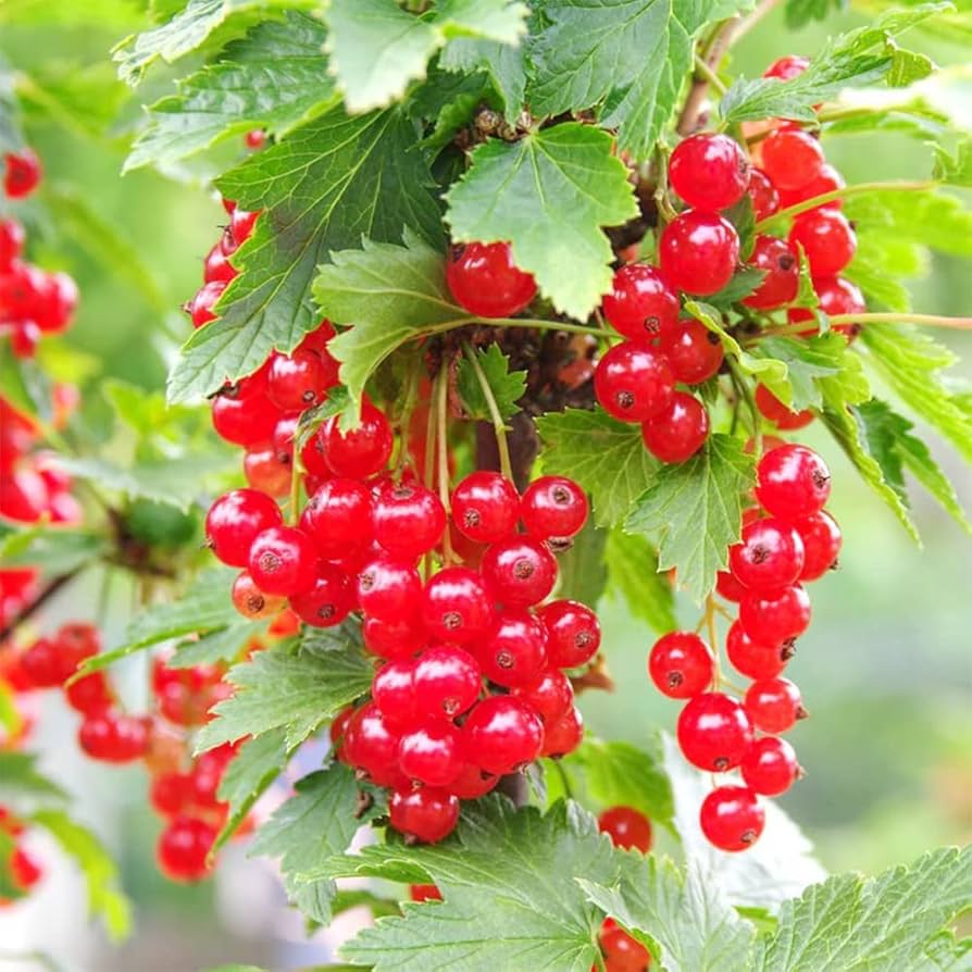 Red Wax Currant (Ribes cereum) Edible Fruit Berries - Pink Flowers Shrub Seeds
