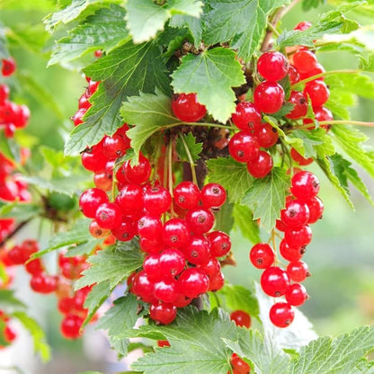 Red Wax Currant (Ribes cereum) Edible Fruit Berries - Pink Flowers Shrub Seeds