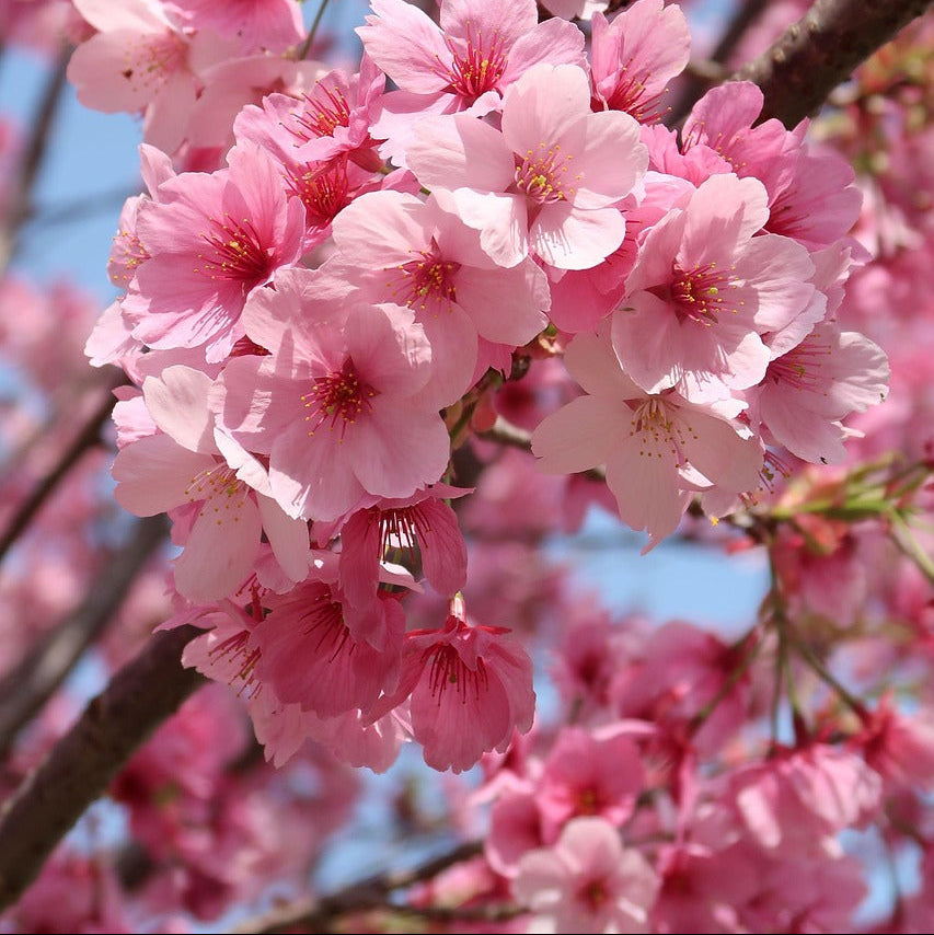 Japanese Cherry Flower Seeds