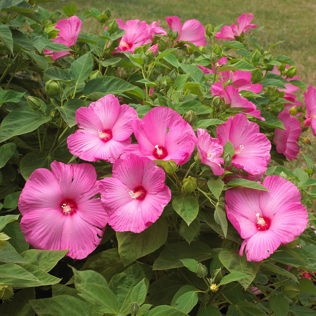 Hibiscus Moscheutos Flower Seeds