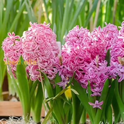 Pink Hyacinth Flower Seeds For Planting
