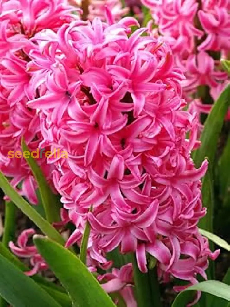 Pink Hyacinth Flower Seeds For Planting