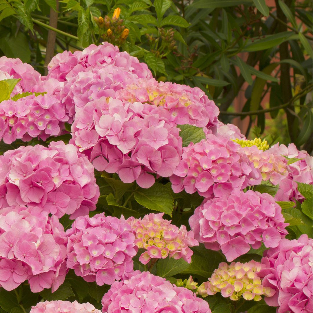 Hydrangea Macrophylla Flower Seeds