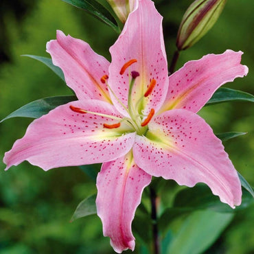 Pink Clivia Miniata Flower Seeds