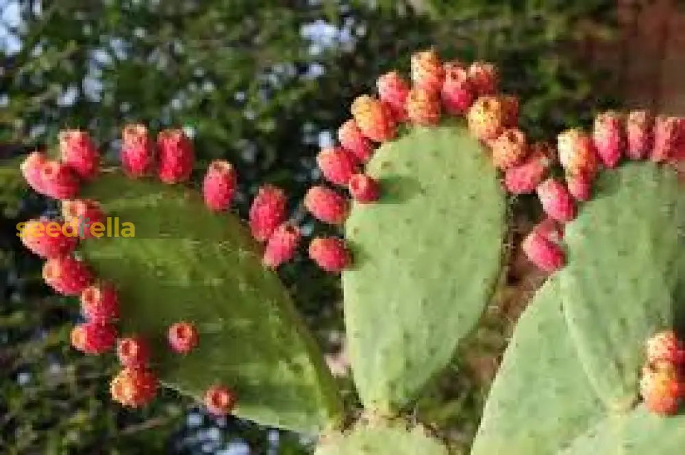 Opuntia Pink Cactus Seeds for Planting | Unique Desert Plant