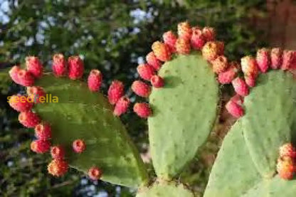 Opuntia Pink Cactus Seeds for Planting | Unique Desert Plant