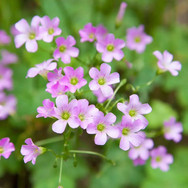 オキザリス・コリンボサ 花の種まき用 - 境界線に最適、伝統種で遺伝子組み換えなしの家庭菜園用種子

販売中