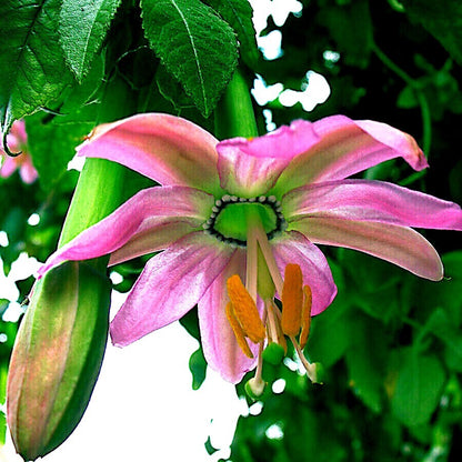 Banana Passion Fruit (Passiflora mollissima) Pink Passion Flower Vine Seeds – Yellow Skin, Orange Pulp