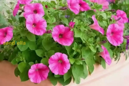 Pink Petunia Flower Seeds For Planting  Brighten Your Garden