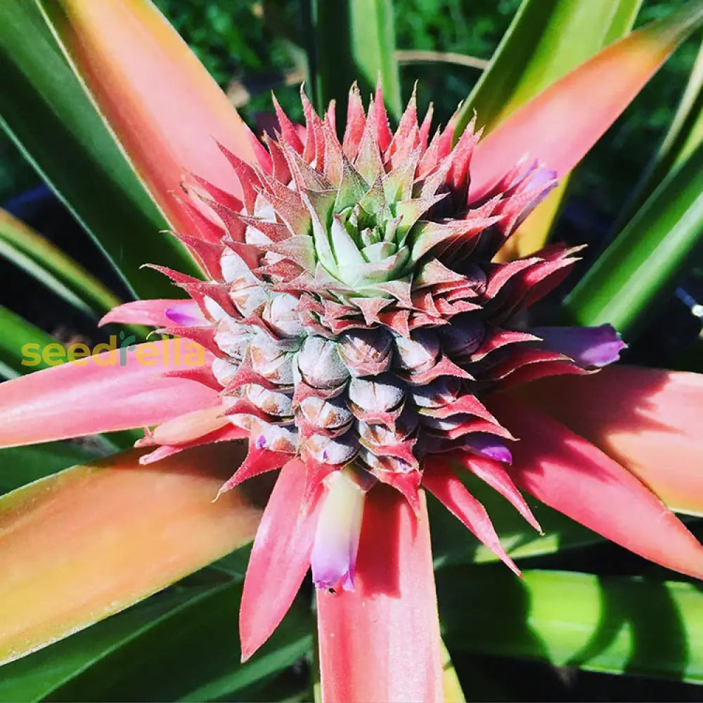 Pink Pineapple Seeds For Planting Grow Your Own Fruit heirloom non-gmo organic garden seeds