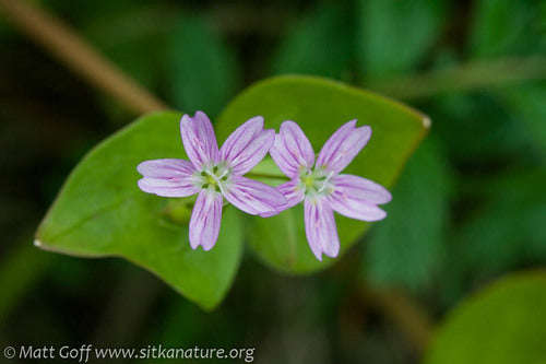 Siberian Spring Beauty (Claytonia sibirica) – Candy Flower, Pink Purslane, Siberian Miner's Lettuce