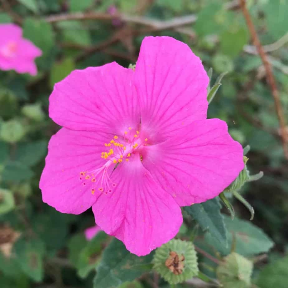 Samen der Felsenrose zum Pflanzen, bienenfreundlich, samenfest und gentechnikfrei für den Hausgarten