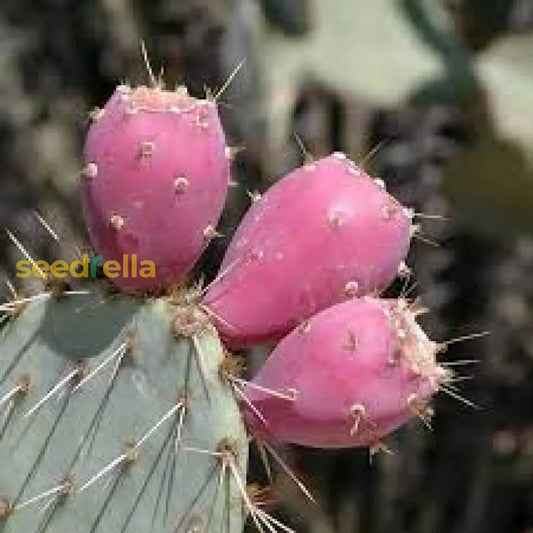 Pink Spineless Opuntia Seeds For Planting Unique Cactus Variety heirloom non-gmo organic garden seeds