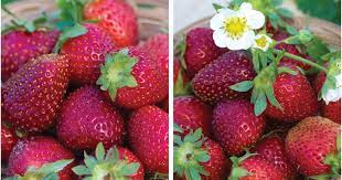 Strawberry Seeds for Planting - Pink Fruit Variety