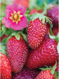 Strawberry Seeds For Planting Pink Fruit Variety heirloom non-gmo organic garden seeds
