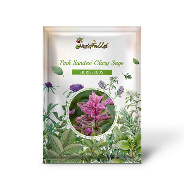 Pink Sundae' Clary Sage (Salvia viridis Horminum) Herb Flower Seeds