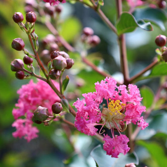 Pink Crepe Myrtle Flower Seeds