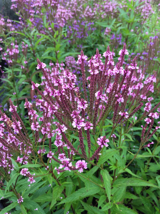Pink Vervain Verbena Hastata Rosea Flower Seeds heirloom non-gmo organic garden seeds