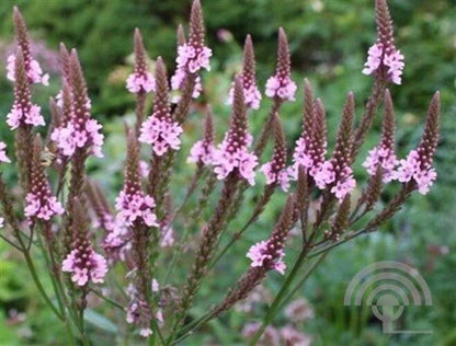 Pink Vervain (Verbena hastata Rosea) - Flower Seeds