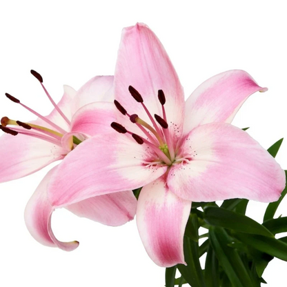 Pink Clivia Miniata Flower Seeds
