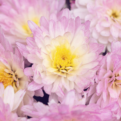 Pink Yellow Chrysanthemum Flower Seeds for planting