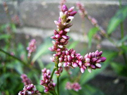 Pinkweed Polygonum Smartweed Pink Knotweed Wetland Flower Herb Seeds heirloom non-gmo organic garden seeds