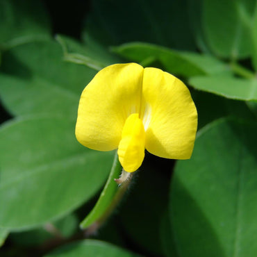 Peanut Pinto Flower Seeds