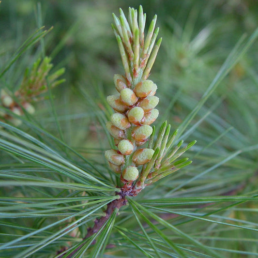 Eastern White Pine Fruit Seeds