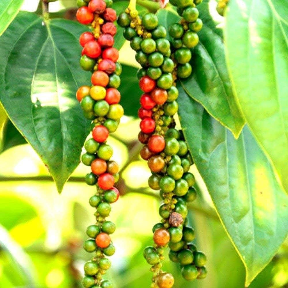 Black Peppercorn (Piper nigrum) Spice Vine Seeds – Grow Your Own Fresh Black Pepper