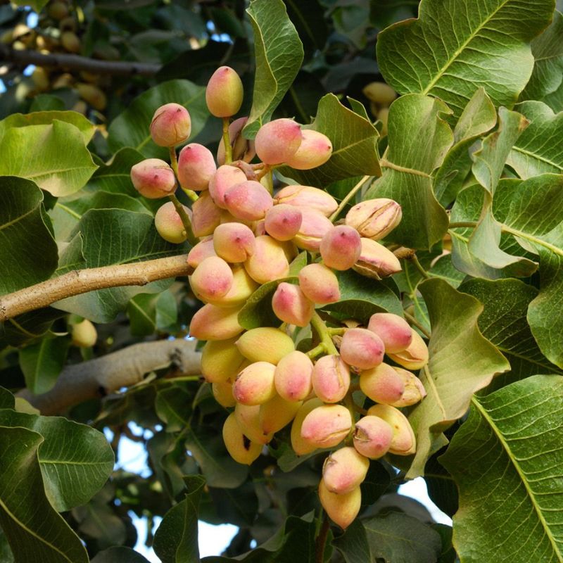 Pistachio Nut Tree (Pistacia vera) Fruit Tree Seeds – Delicious Nuts with Beautiful Red Flowers
