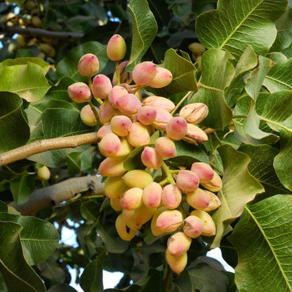 Pistachio Nut Tree (Pistacia vera) Fruit Tree Seeds – Delicious Nuts with Beautiful Red Flowers