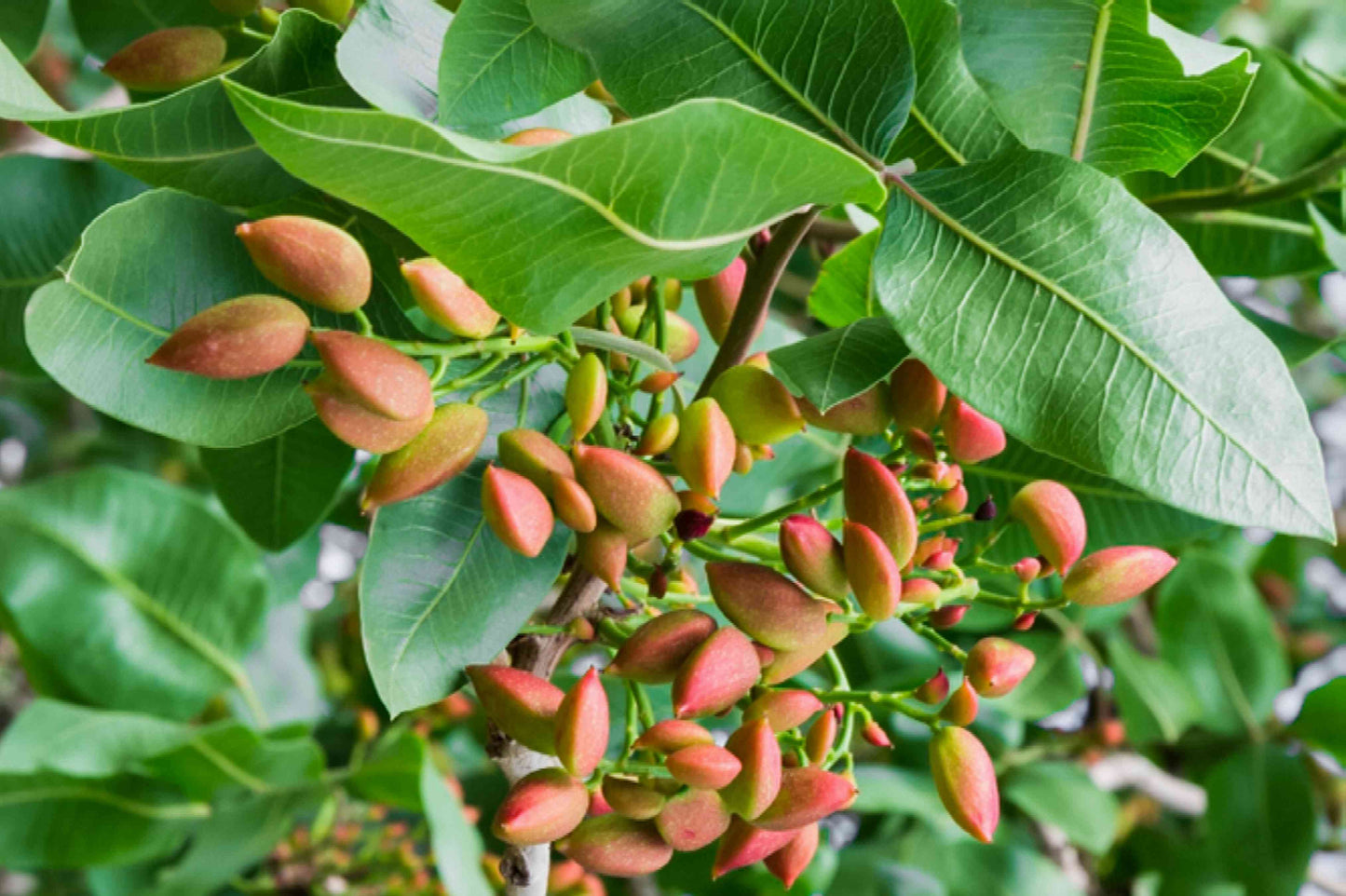 Pistachio Nut Tree (Pistacia vera) Fruit Tree Seeds – Delicious Nuts with Beautiful Red Flowers