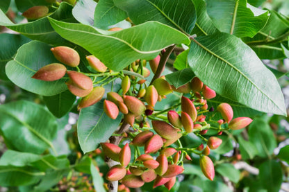 Pistachio Nut Tree (Pistacia vera) Fruit Tree Seeds – Delicious Nuts with Beautiful Red Flowers