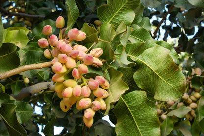 Pistachio Tree Seeds